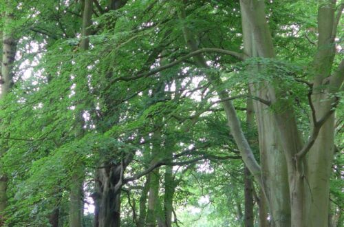 Day 16 - some photos from Egton Bridge to Robin Hoods Bay