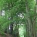 Day 16 - some photos from Egton Bridge to Robin Hoods Bay