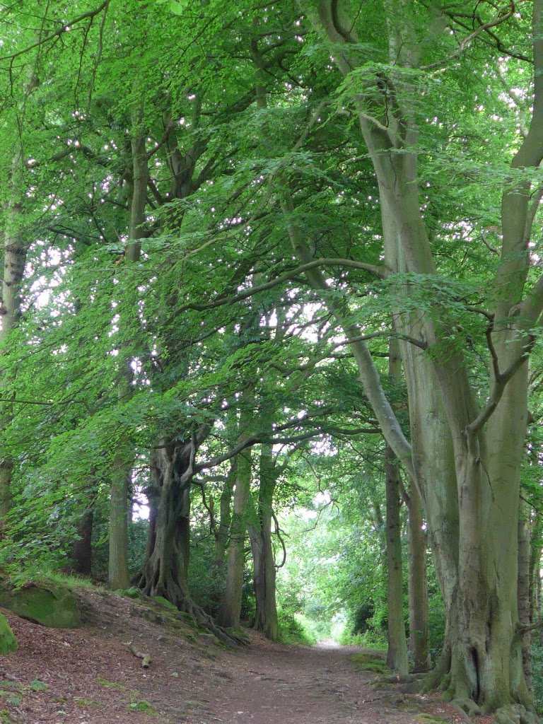 Day 16 - some photos from Egton Bridge to Robin Hoods Bay